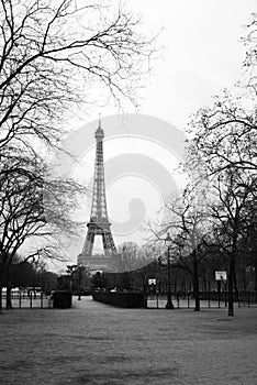Eiffel Tower in the trees
