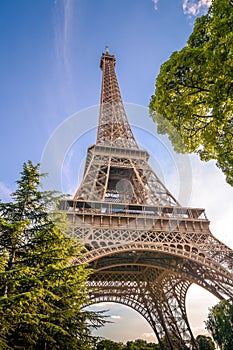 Eiffel tower among the trees. photo