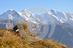 Eiger-Monch-Jungfrau