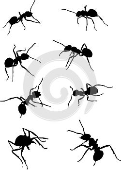 Eight ant silhouettes