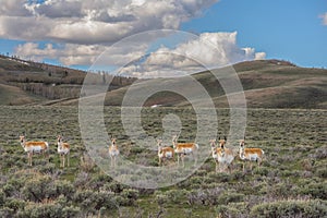 Eight Antelope Does In Northwest Colorado