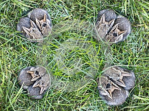Eight Baby Bunny Rabbits in Grass at Four Corners