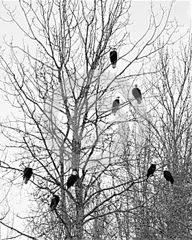 Eight bald eagles