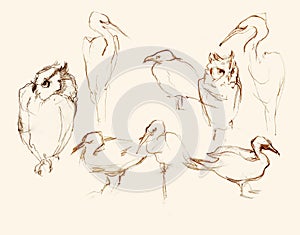Eight birds pencil artistic sketches illustration photo