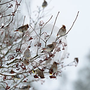 Eight bohemian waxwings sitting and feeding on a rowan tree