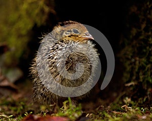 Eight days old quail, Coturnix japonica.....photographed in nature