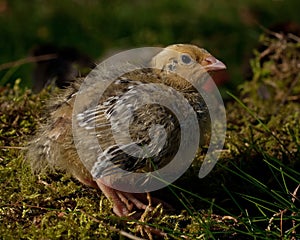 Eight days old quail, Coturnix japonica.....photographed in nature