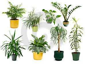 Eight different indoor plants in a set photo