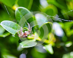 Eight-eyed Jumping Spider Hanging on Web