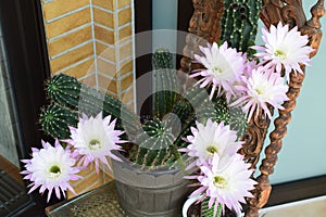 eight flowers on the queen of the night cactus in daylight