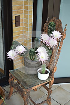 eight flowers on the queen of the night cactus, daylight open