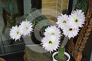 eight flowers on the queen of the night cactus a small barrel cactus next to it
