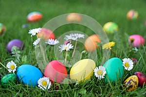 Eight hen colored Lot of colored eggs in a grass - Easter hunt