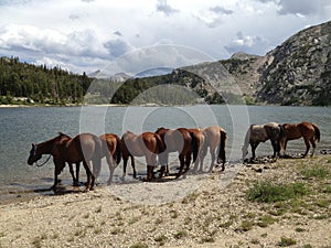 Horses drinking