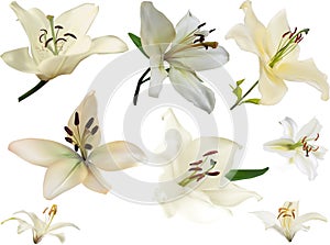 Eight lily flower light blooms isolated on white