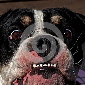 Eight months puppy of Old English Bulldog, in a close-up