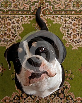 Eight months puppy of Old English Bulldog, in a close-up