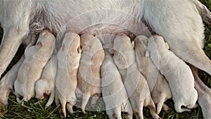 Eight newborn labrador retriever puppies sucking