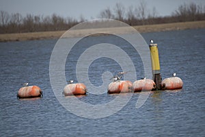 Eight Nonbreeding Forster\'s Terns