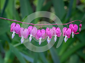 Eight Pink Bleeding Hearts Flowers