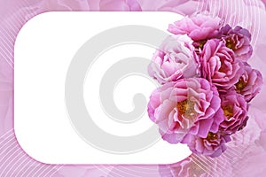 eight pink roses flower bouquet on a white square with rounded edges, white line on blur pink rose flowers background, love,