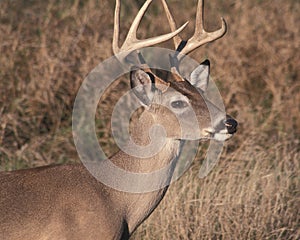 Eight point buck