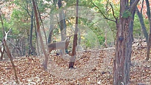 An eight point male whitetail buck is herding up females in the area during the rut this rutting season.