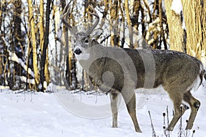 Eight Point White Tail Buck