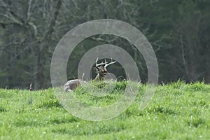 An eight point Whitetail buck bedded down in a sunny meadow