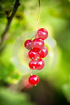 Eight red currants in a bunch of grapes