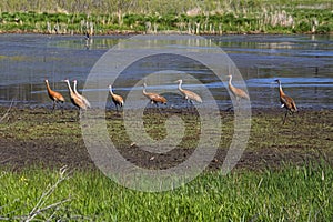 Eight Sandhill Cranes Strolling In Mud