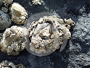 Eight-shell Barnacle