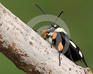 Eight Spotted Forester (Alypia octomaculata)