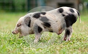 An eight week old pet Juliana pig.