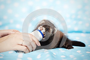 Eight weeks old ferret baby get rewarded of salmon paste