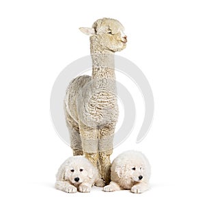 eight weeks old puppies Maremma being impregnated with a young alpaca, together, isolated on white