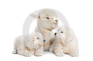 eight weeks old puppies Maremma being impregnated with a young alpaca, together, isolated on white