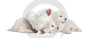 eight weeks ols puppies Maremma being impregnated with a chicken, together, isolated on white