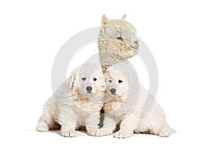 eight weeks ols puppies Maremma being impregnated with a young alpaca, together, isolated on white