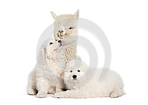 eight weeks ols puppies Maremma being impregnated with a young alpaca, together, isolated on white