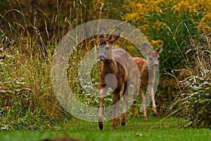 Eight weeks young wild Roe deer, Capreolus capreolus