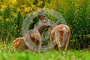 Eight weeks young wild Roe deer, Capreolus capreolus