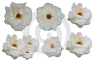 eight white and pink rose flowers on white background, nature, card, valentine, love, banner, template, copy space