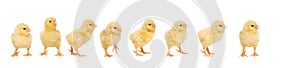 Eight yellow baby chick walking behind each other