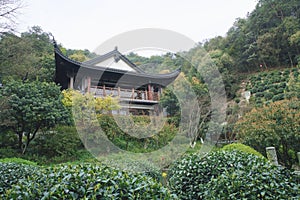 Eighteen imperial tea in old longjing village