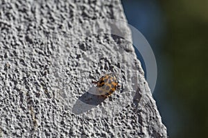 Eighteen point ladybird