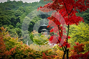 Eikando pagoda and autumn foliage - Kyoto, Japan
