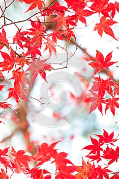 Eikando Temple at Autumn Maple Season. Japan Maple Momiji Season Image. maple leaves at stone ladder.