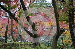 Eikando Zenrinji gardens in Kyoto, Japan