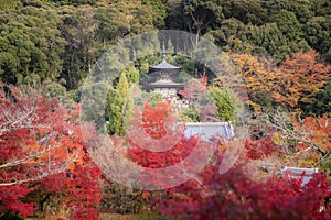 Eikando Zenrinji Temple with red, yellow maple carpet at peak fall foliage color during late November in Kyoto, Japan. Famous